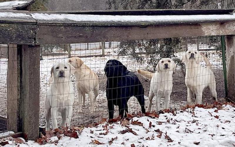 Photo via Humane Society of Missouri Article Image Alt Text