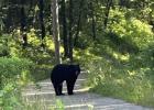 BLACK BEAR SIGHTING. Salem Police monitored a black bear that was observed in the city last Tuesday. The bear eventually wandered out of town. (Photo via Salem Police Department Facebook)