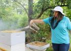 University of Missouri Extension specialist Joni Harper smokes one of Terry Mooney’s beehives. Mooney is one of more than 800 Missourians who have taken beekeeping classes through MU Extension. Credit: Photo by Linda Geist.